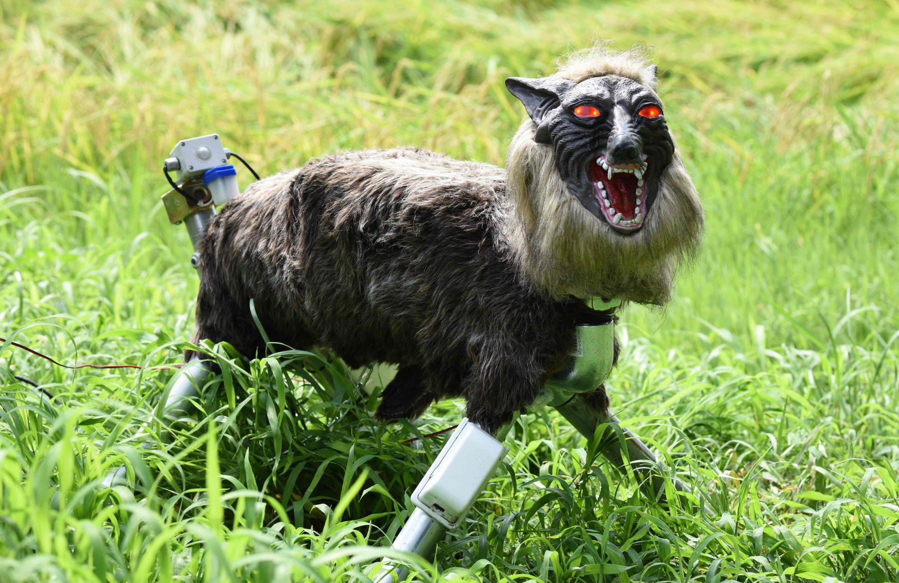 night-vision camera feed showing the WULF deterrent in a grassy field